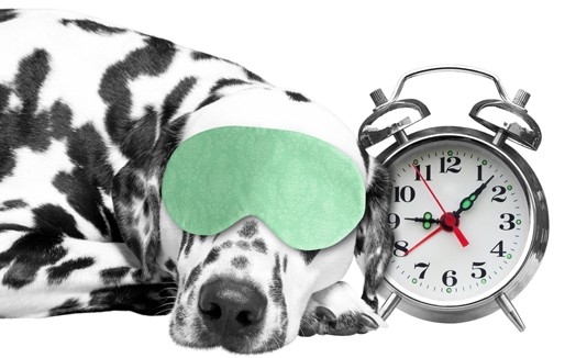 Perro, Reloj, Levantarse, Madrugar