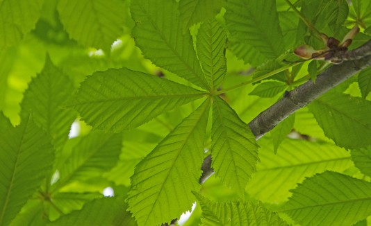 Hojas, Plantas, Árboles, Naturaleza