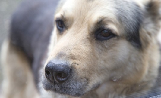 Crean el primer mapa de excremento de perros en Madrid