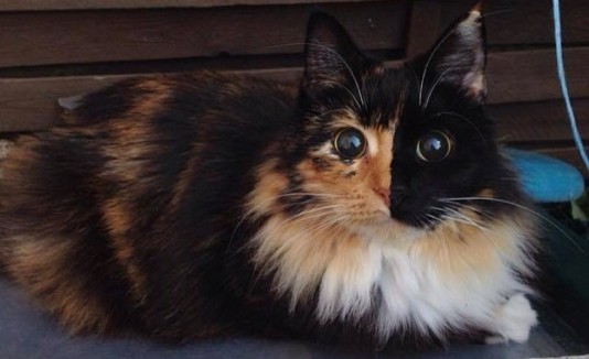 Jasmine