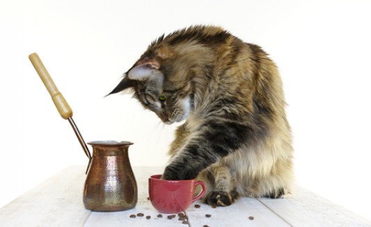 Gatos