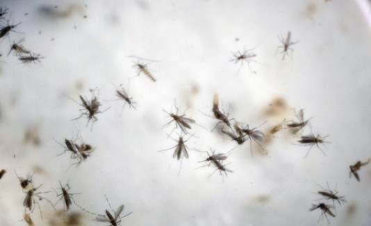 Zika