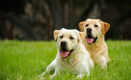Labrador