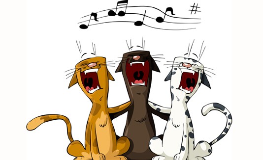 Gatos, música