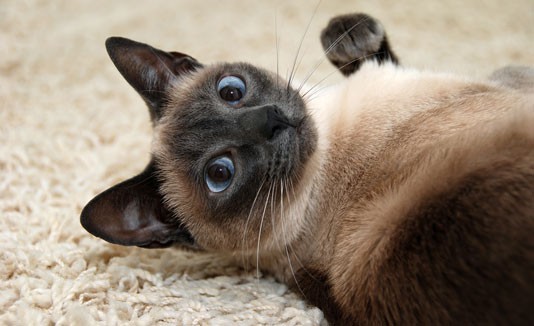 Gato siames