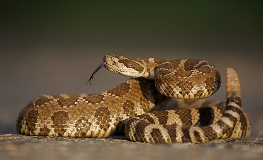 Serpiente de cascabel