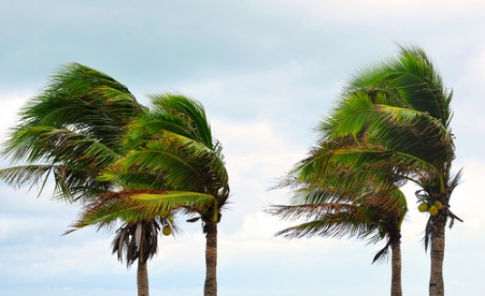 Viento