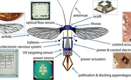 RoboBee