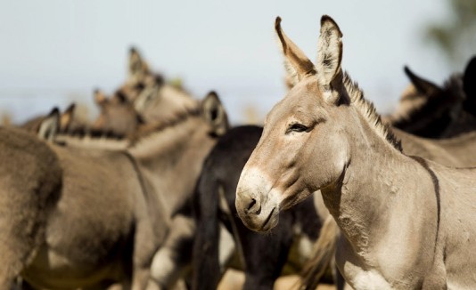 Burros de Hawaii