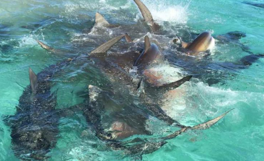 tiburones