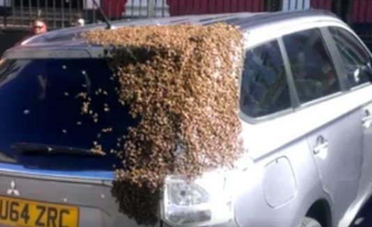 Abejas carros