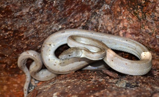 Boa