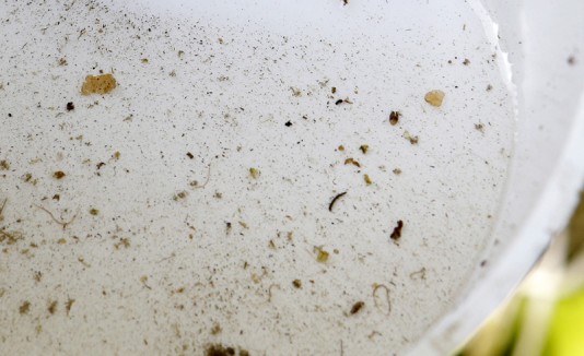 Larva de mosquito