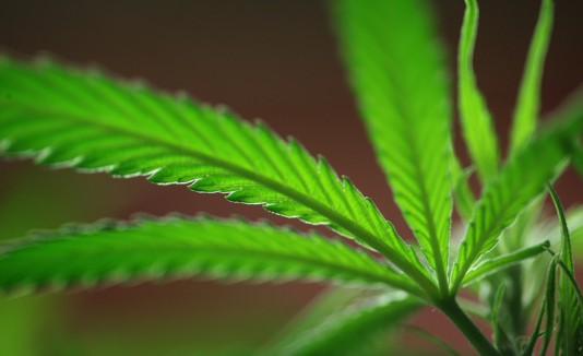 Marihuana