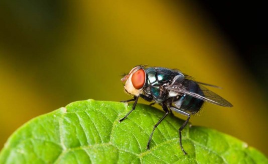Mosca