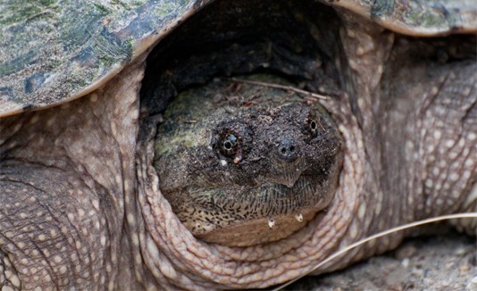 Snapping Turtle, Tortuga caimán