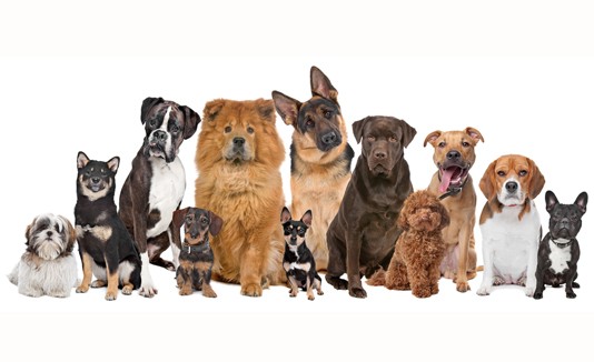 Perros, Razas, Mascotas