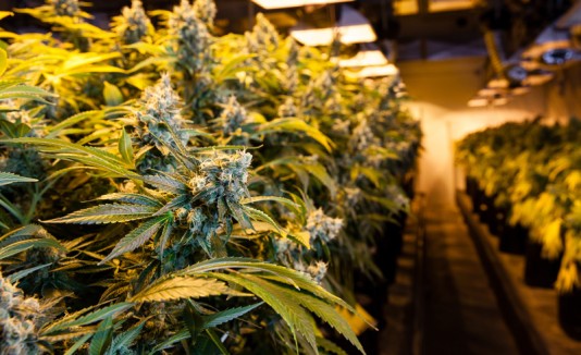 Cannabis o marihuana