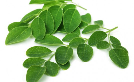 Moringa