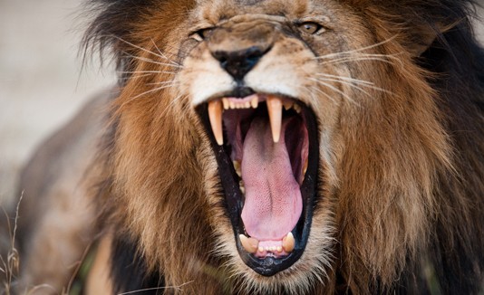 León