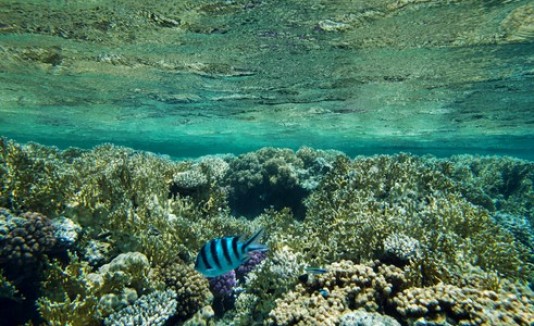 Mar, Océano, Corales, Peces