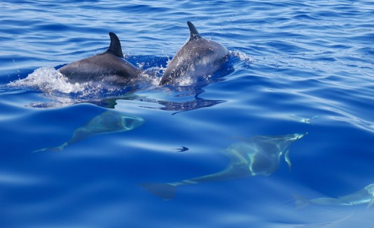 Delfines