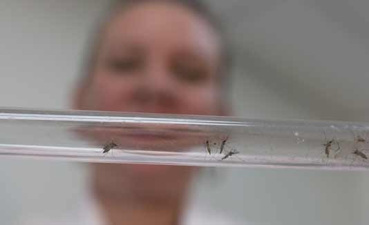 Zika