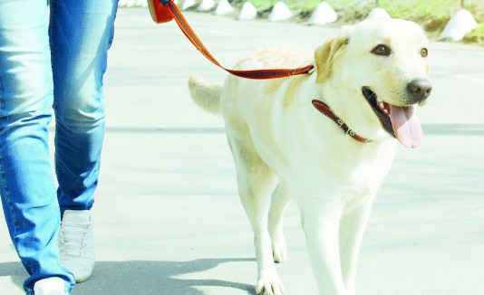 Al igual que para nosotros, los perros necesitan una dieta balanceada y llevar a cabo ejercicios como correr o caminar.