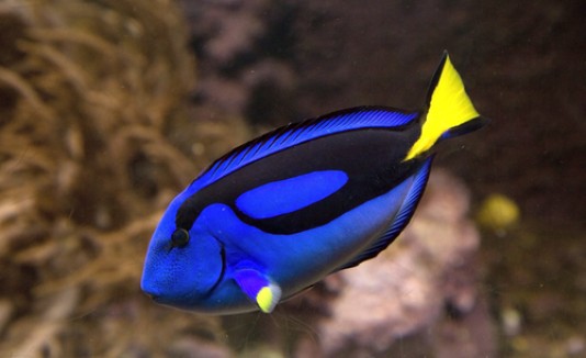 Dory
