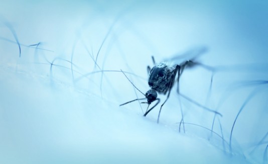 Zika
