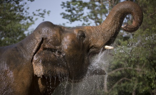 Elefante