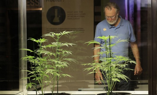 Marihuana