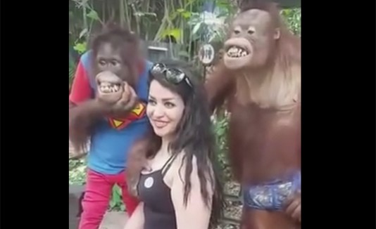 Orangután