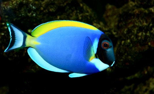 Dory