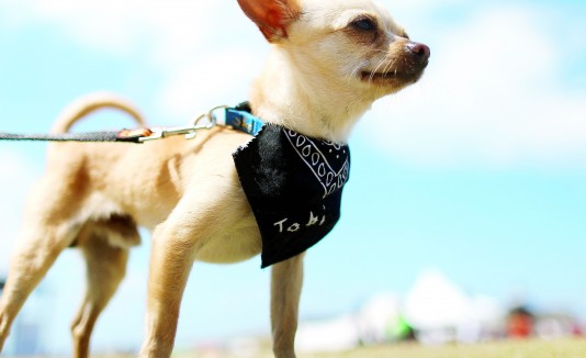 Se espera que el “Pet Park” esté listo para finales de este año.