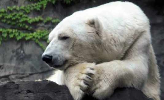 Oso polar