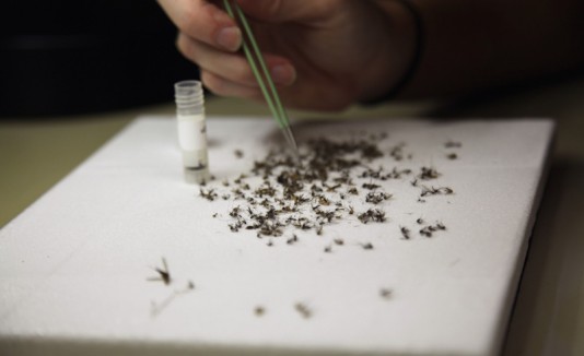Zika