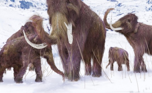 Mamut