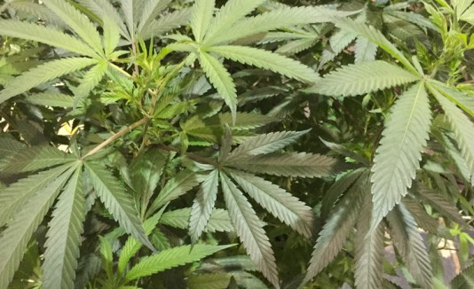 Marihuana