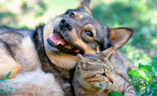 Perro y gato