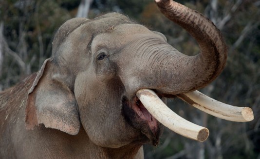 Elefante