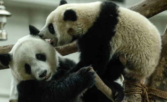 Pandas