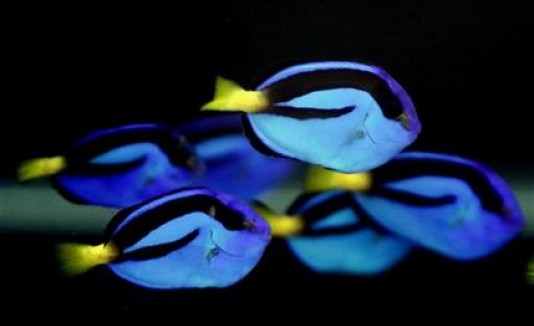 Dory