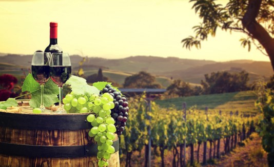 Vineyard
