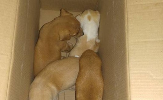 Perros abandonados en Cataño