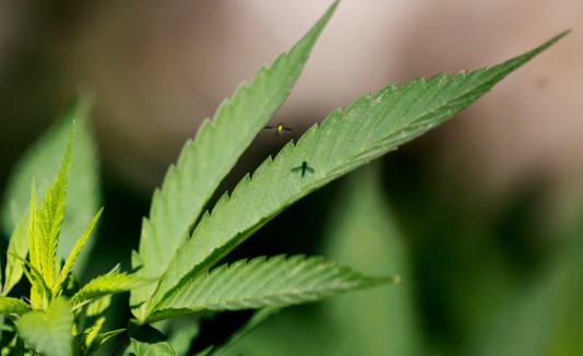 Marihuana