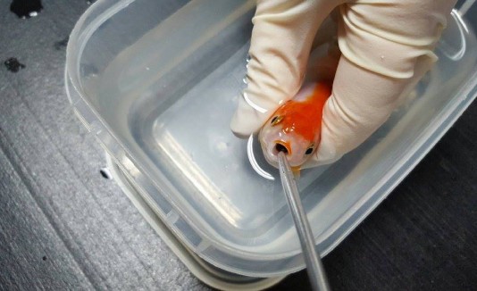 Goldfish