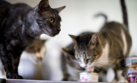 Gatos
