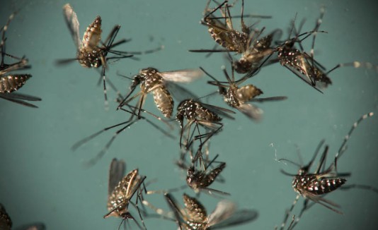 Mosquitos, zika