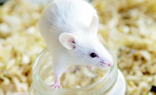 Ratón